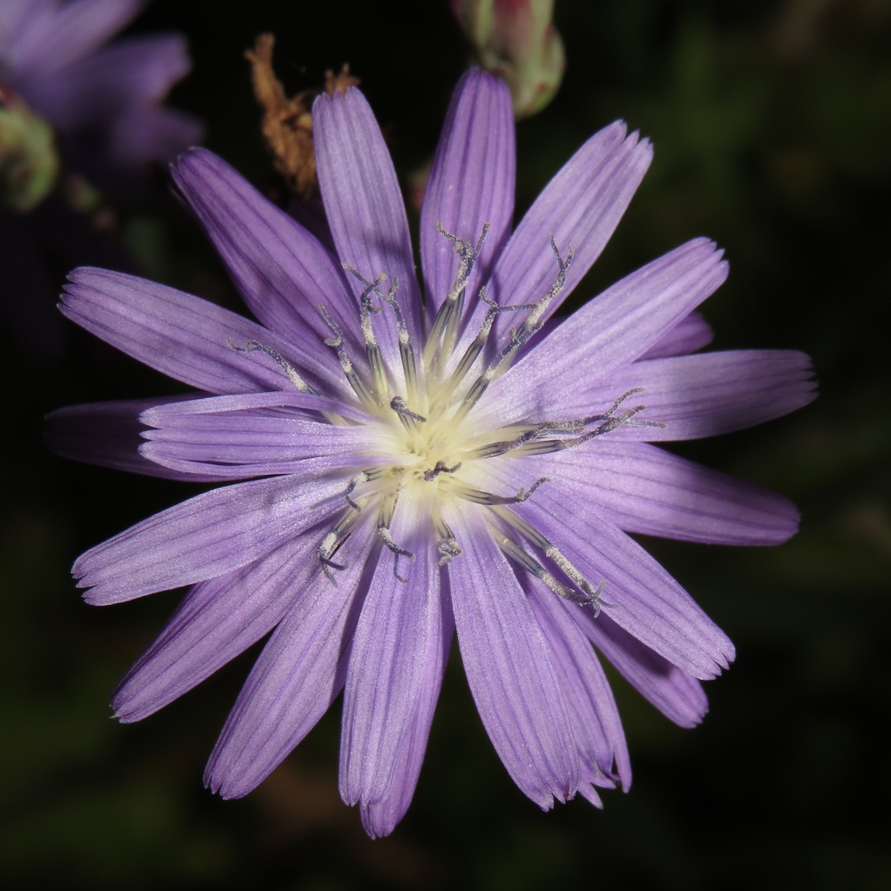 Изображение особи Lactuca tatarica.