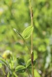 Trifolium spadiceum. Средняя часть побега с листом. Мурманская обл., окр. пос. Росляково, опушка ивняка, обочина тропы. 08.07.2018.