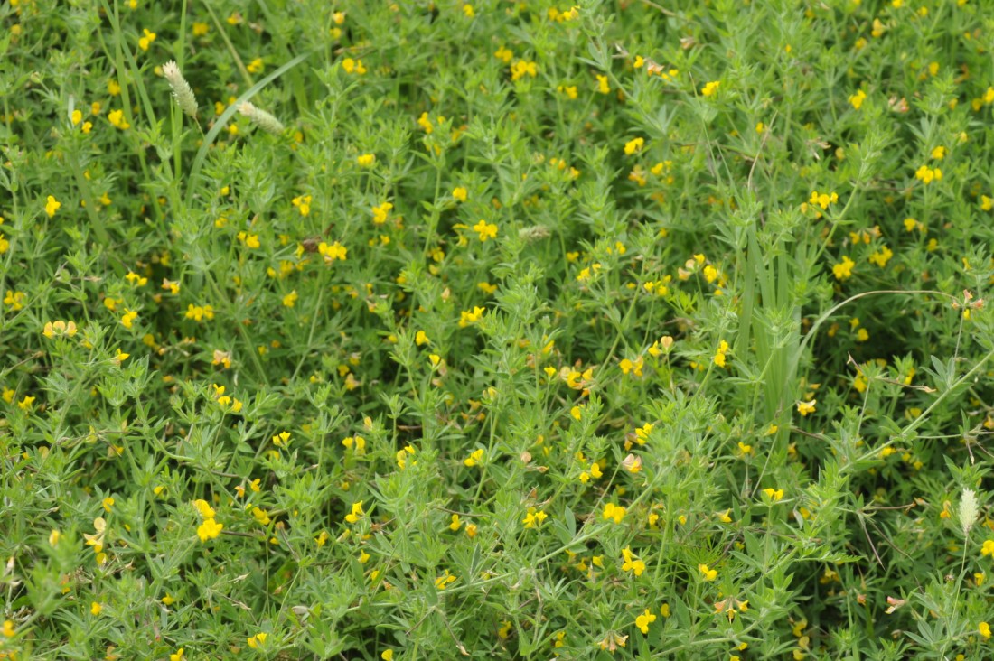 Image of Lotus peregrinus specimen.