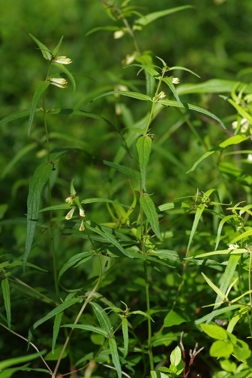 Image of Melampyrum pratense specimen.