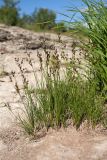 Juncus compressus