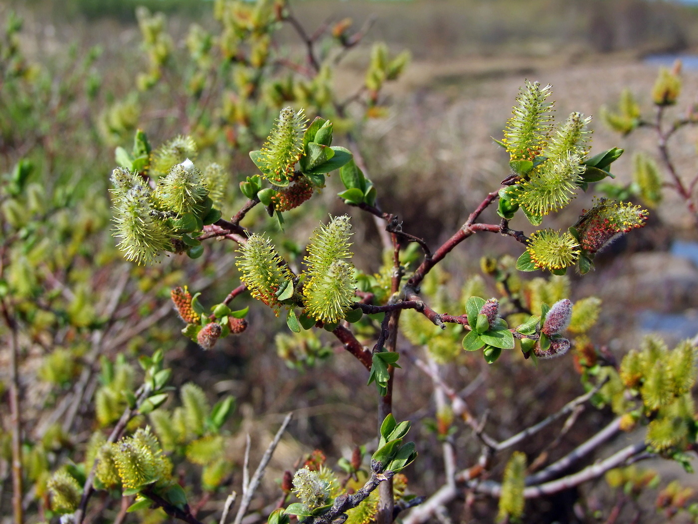 Изображение особи Salix hastata.