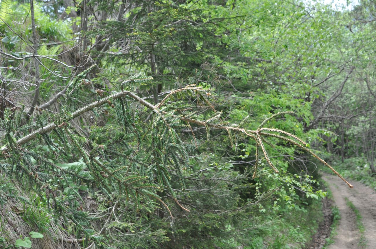 Image of Picea orientalis specimen.