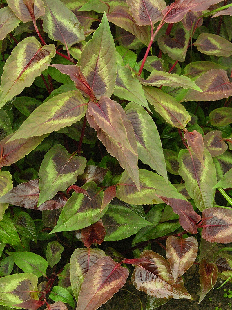 Изображение особи Persicaria microcephala.