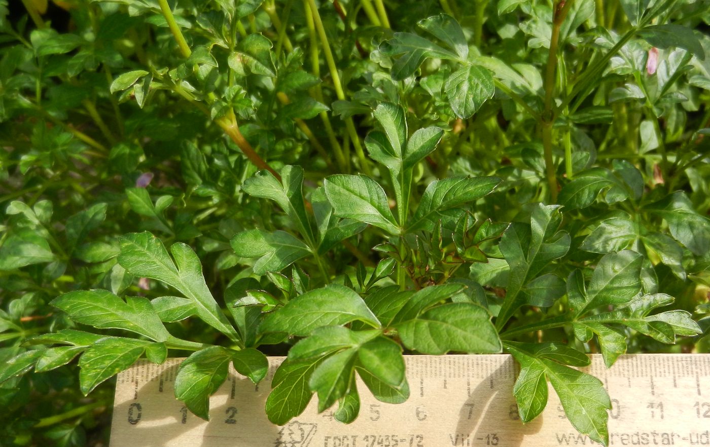 Image of Dahlia merckii specimen.