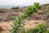 Euphorbia paralias