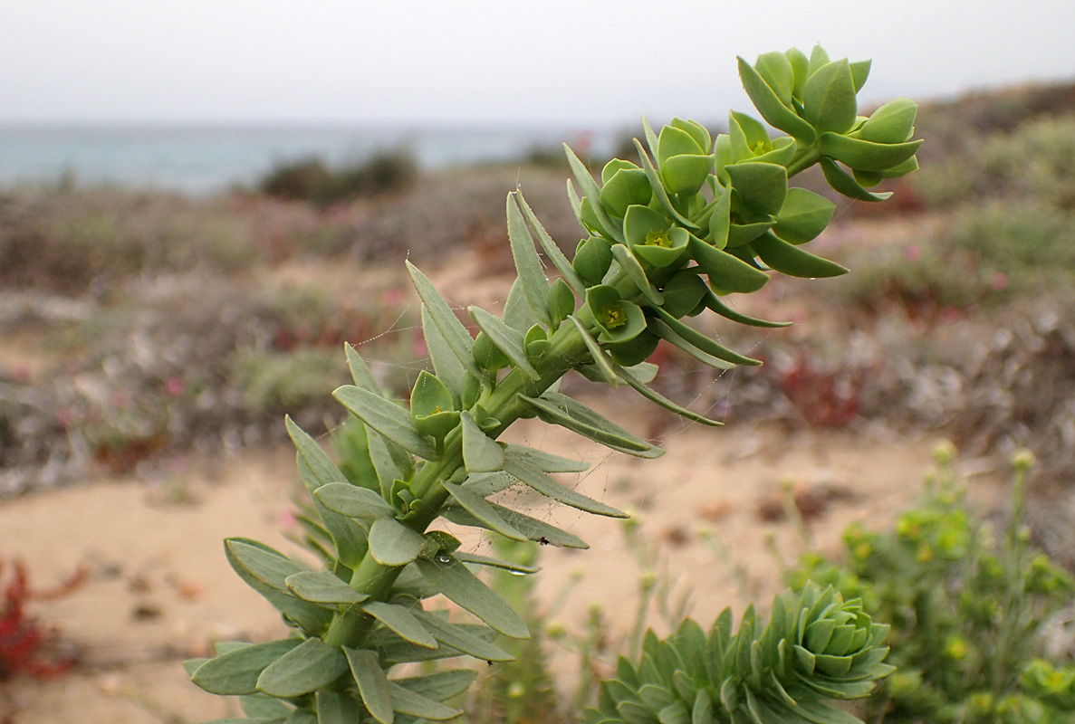 Изображение особи Euphorbia paralias.