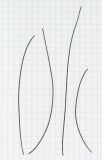 Image of taxon representative. Author is Татьяна Мальчинская