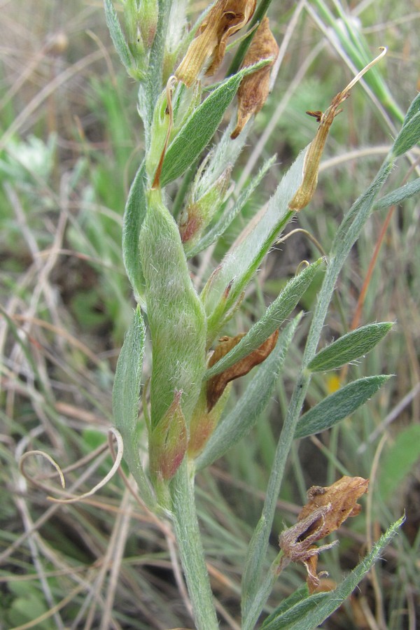 Image of Genista taurica specimen.