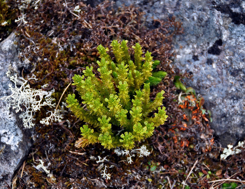 Image of Huperzia arctica specimen.