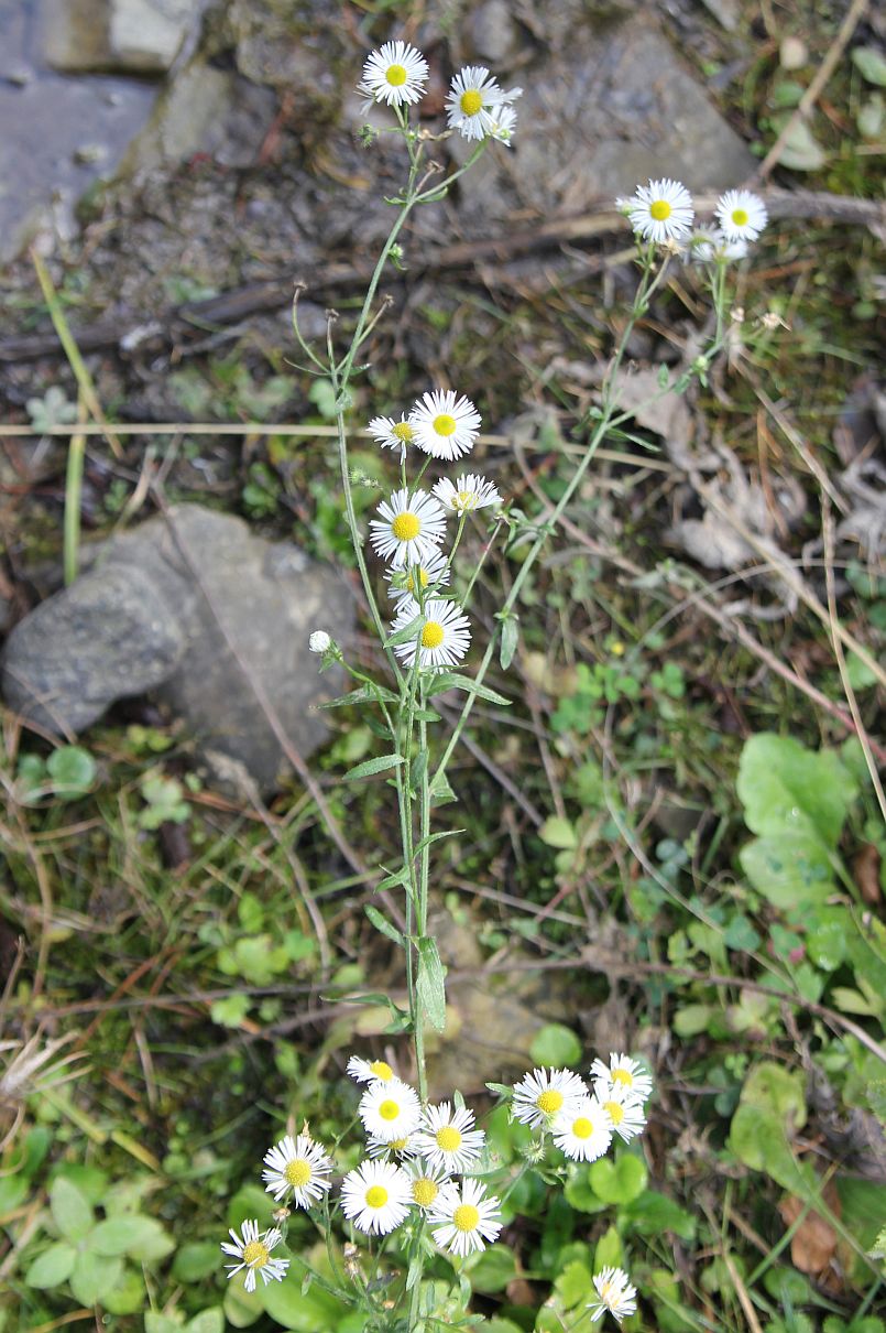 Изображение особи Erigeron annuus.