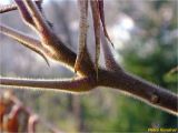 Rhus typhina. Часть молодого побега. Украина, Ивано-Франковская обл., Болеховский горсовет, Поляницкий сельсовет, Поляницкий региональный ландшафтный парк, туркомплекс \"Скала\", в культуре. 08.11.2018.