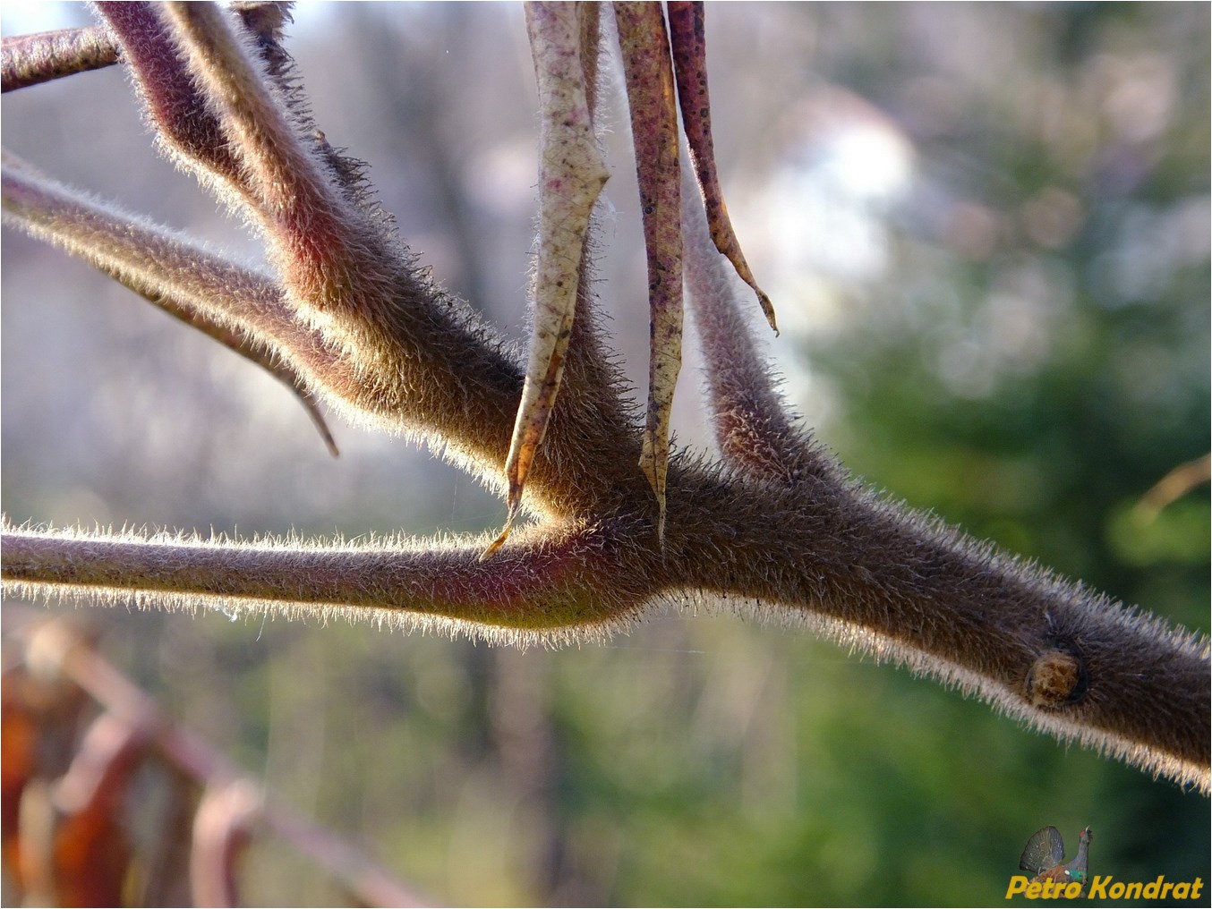 Изображение особи Rhus typhina.