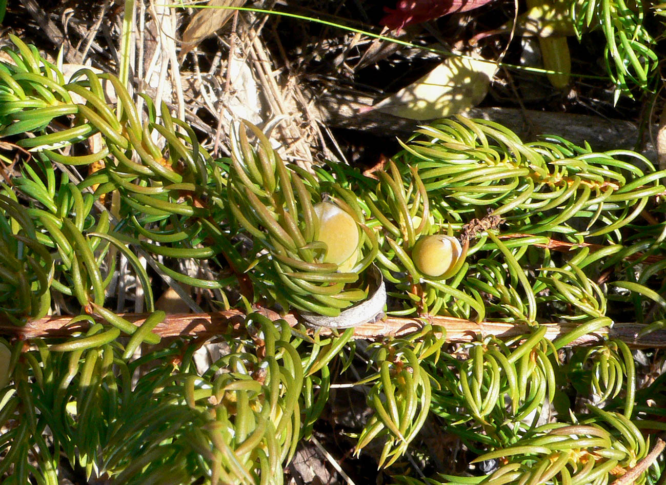 Image of Juniperus sibirica specimen.