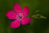 Dianthus deltoides