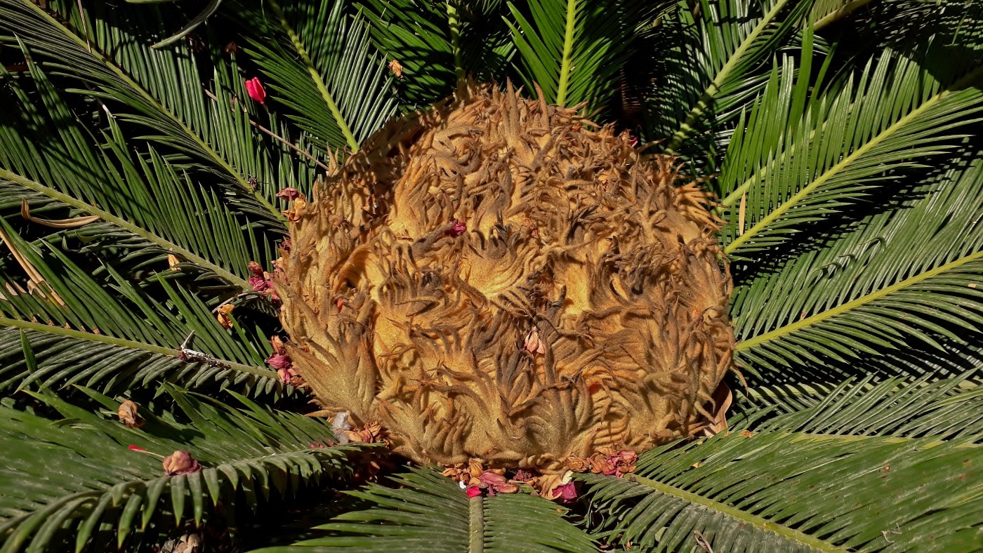 Image of Cycas revoluta specimen.