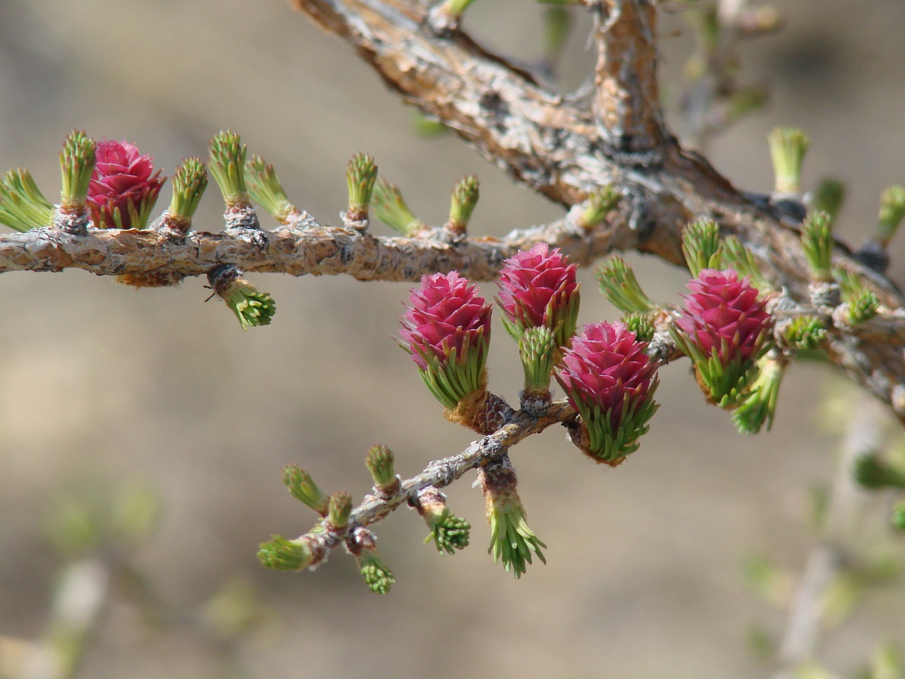 Image of Larix sibirica specimen.