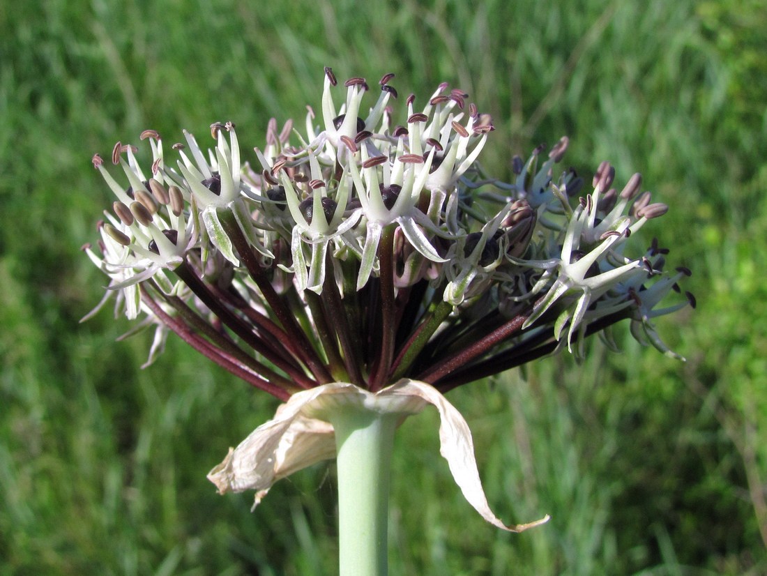 Image of Allium cyrilli specimen.