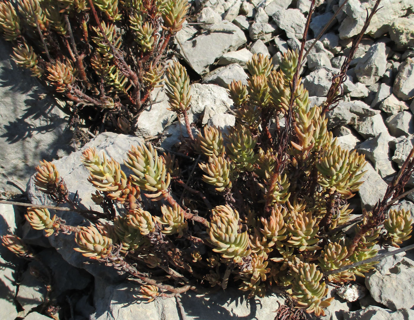 Image of Sedum sediforme specimen.