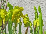 Sarracenia flava