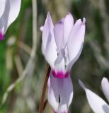 Cyclamen persicum