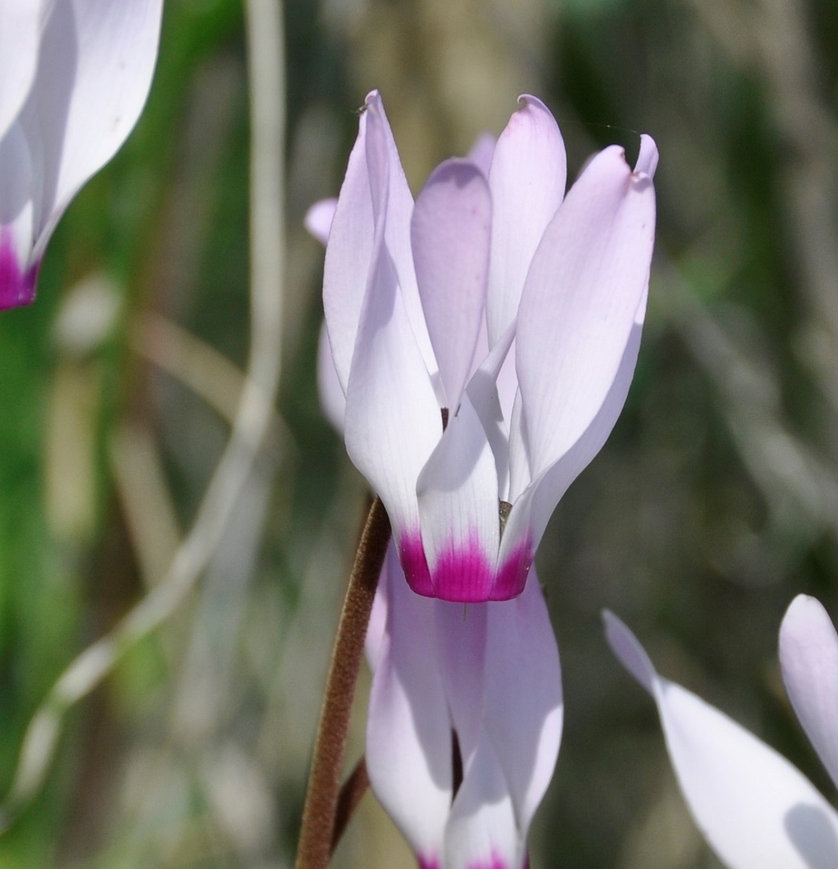 Image of Cyclamen persicum specimen.