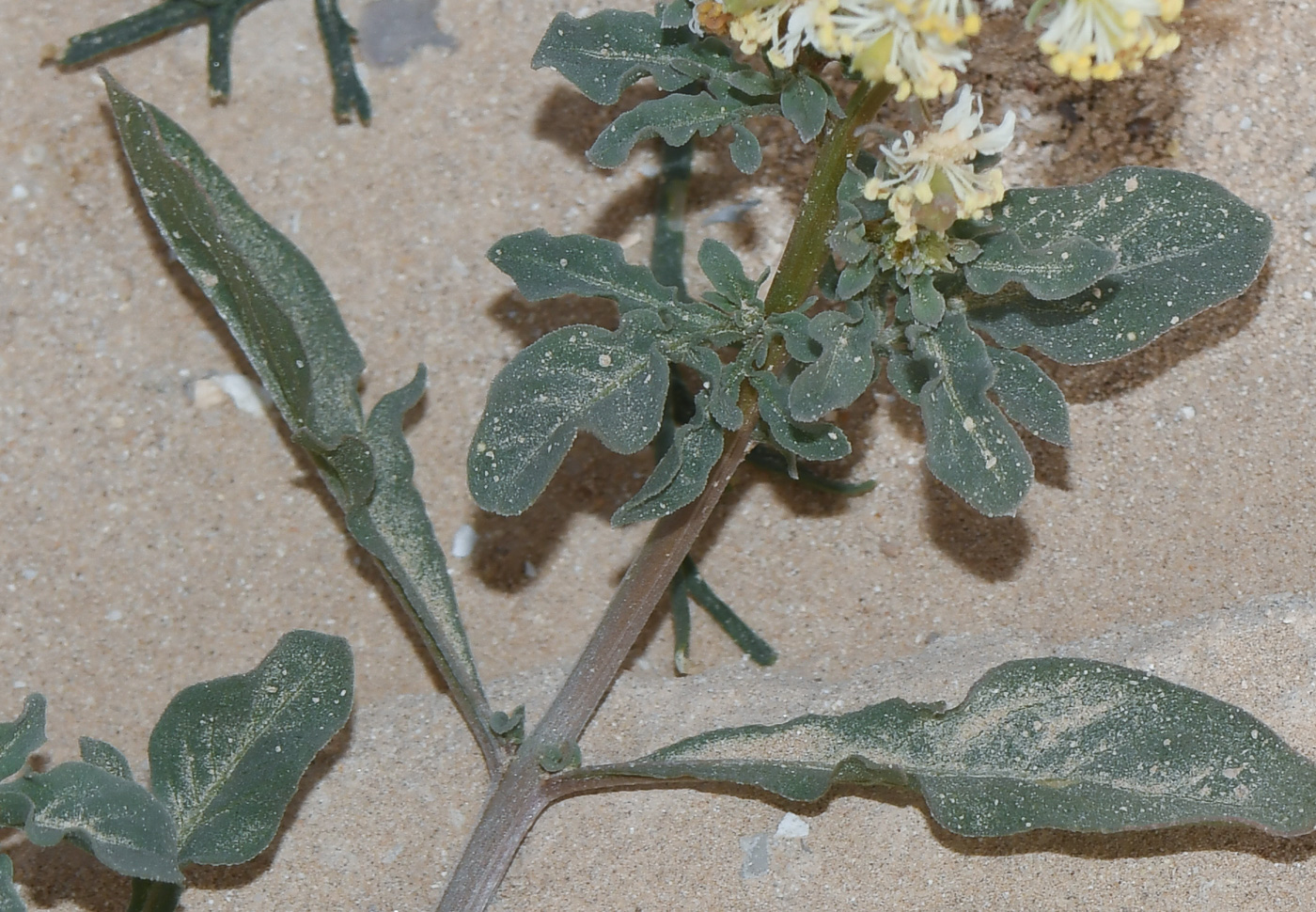 Image of Reseda urnigera specimen.
