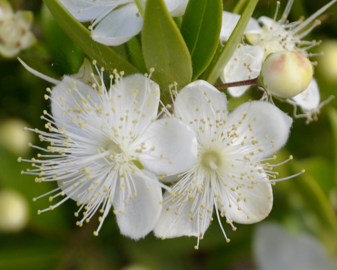 Image of Myrtus communis specimen.