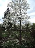 Magnolia cylindrica. Цветущее дерево. Латвия, Рига, Ботанический сад Латвийского университета, экспозиция магнолий (участок 1). 08.05.2015.