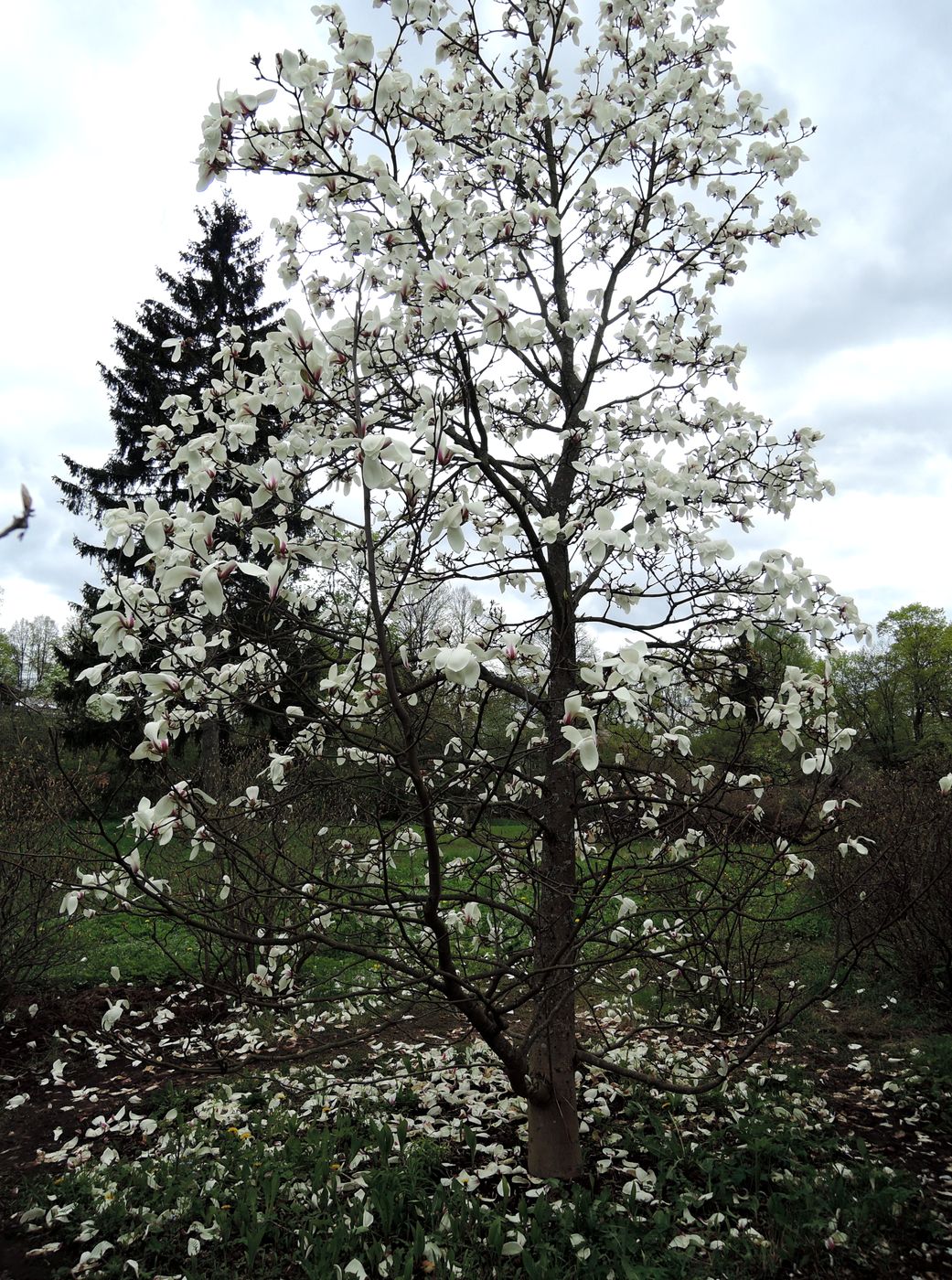 Image of Magnolia cylindrica specimen.