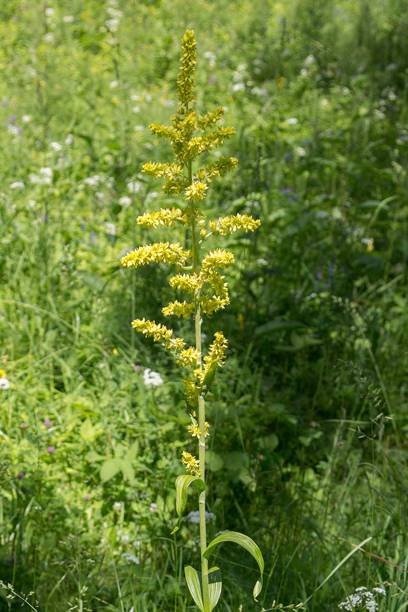 Image of Veratrum lobelianum specimen.