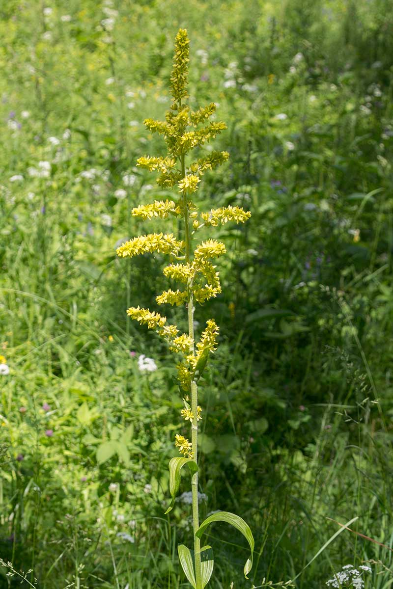 Изображение особи Veratrum lobelianum.