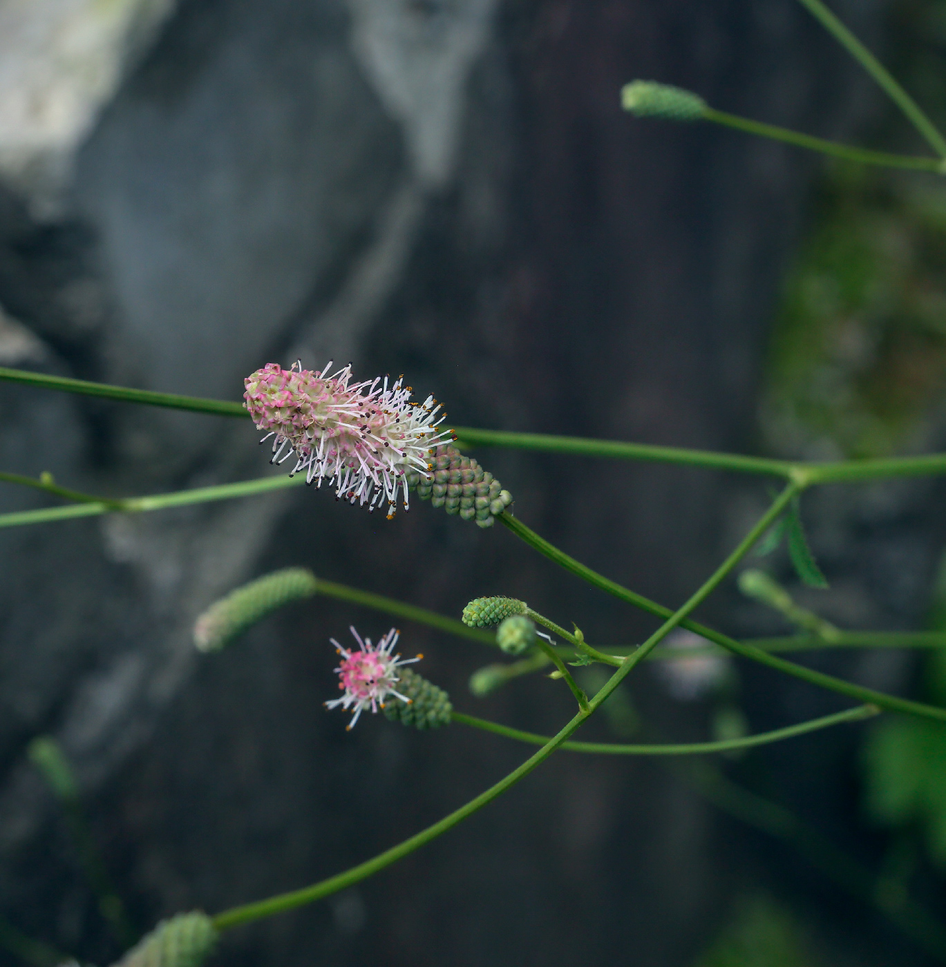 Image of Sanguisorba parviflora specimen.