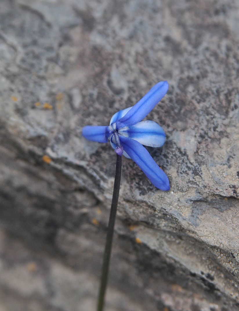 Image of genus Scilla specimen.