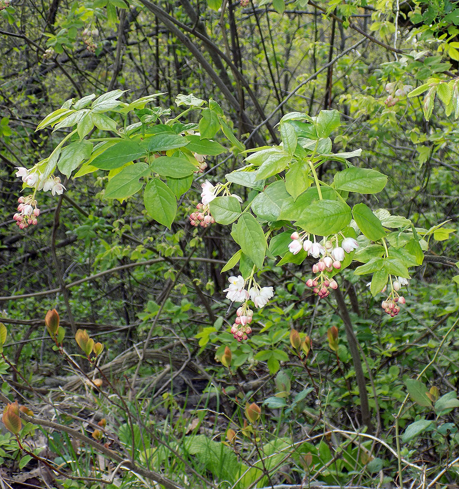 Изображение особи Staphylea pinnata.