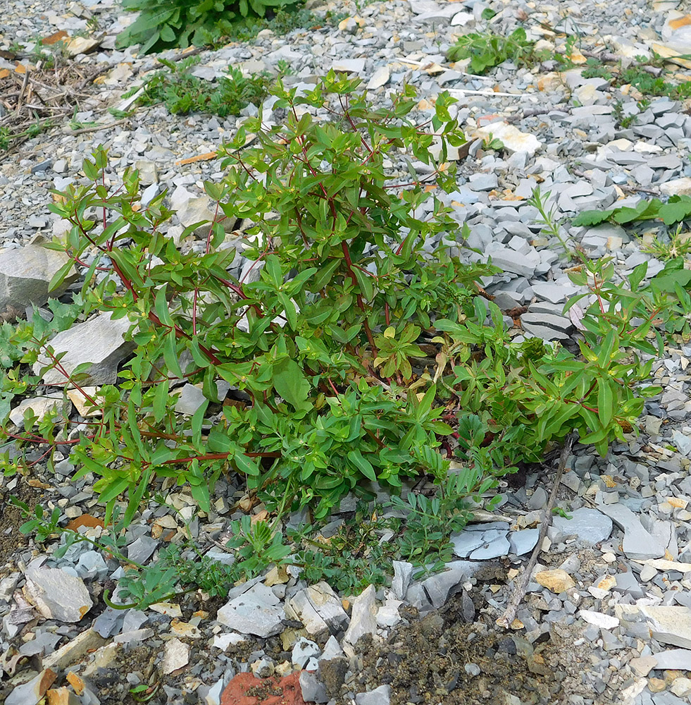 Image of Euphorbia stricta specimen.