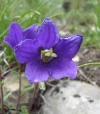 Campanula argunensis. Цветок. Дагестан, Акушинский р-н, окр. с. Акуша, ок. 2000 м н.у.м., каменистый склон. 06.06.2019.