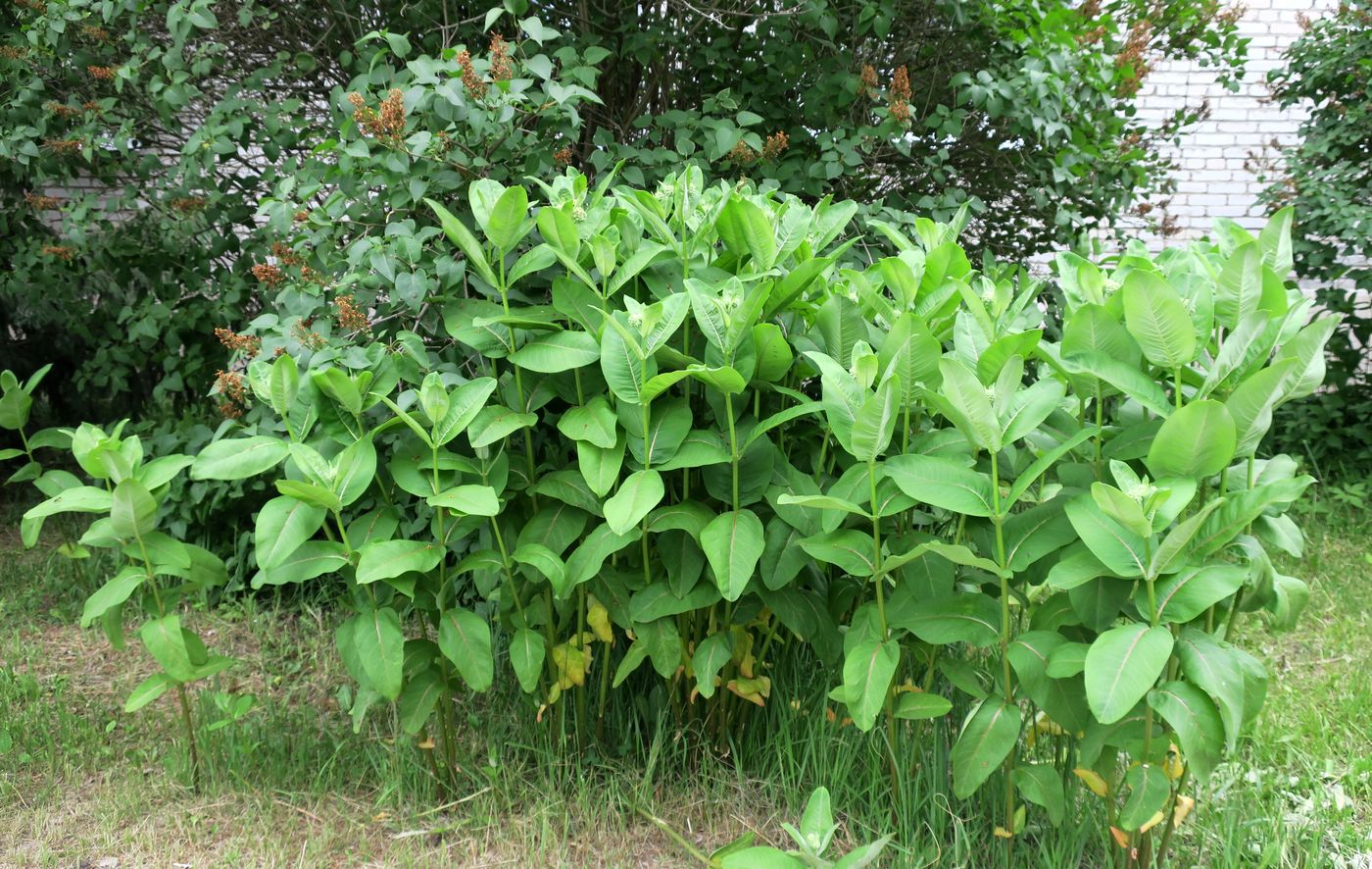 Изображение особи Asclepias syriaca.