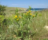 Scolymus hispanicus