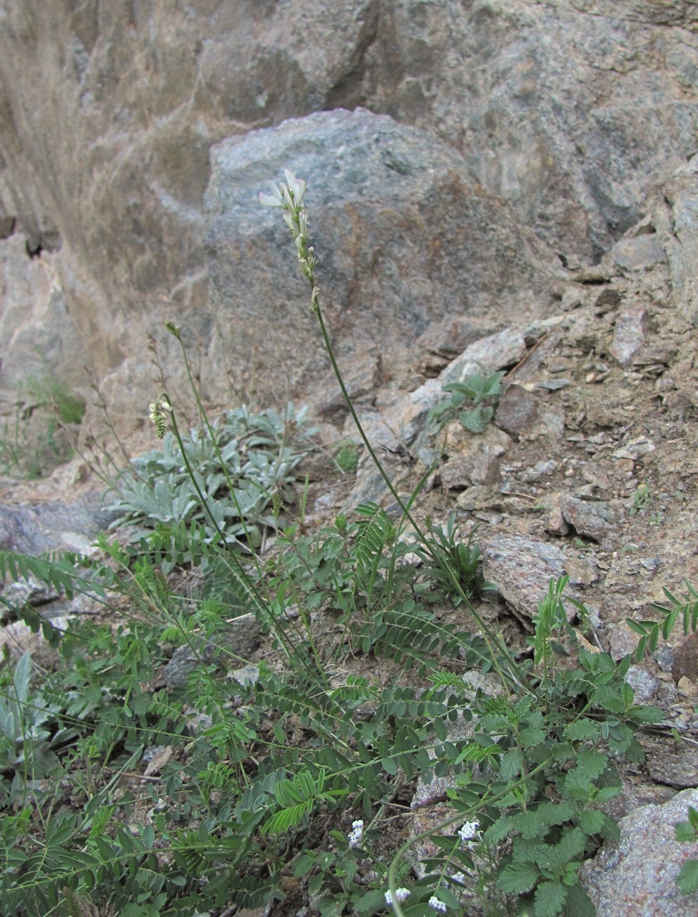 Image of Onobrychis ruprechtii specimen.