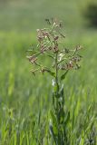 Hesperis tristis