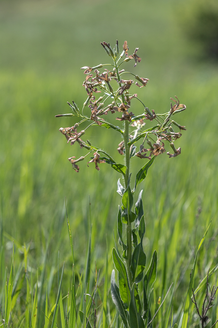 Image of Hesperis tristis specimen.