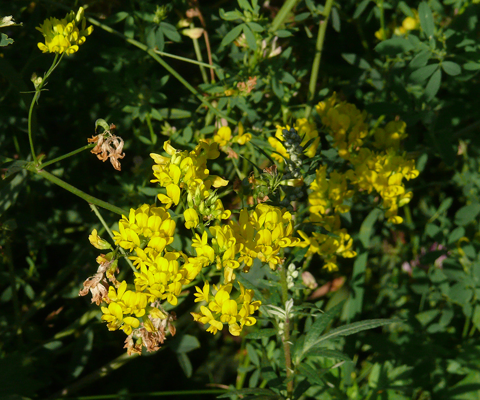 Image of Medicago × varia specimen.