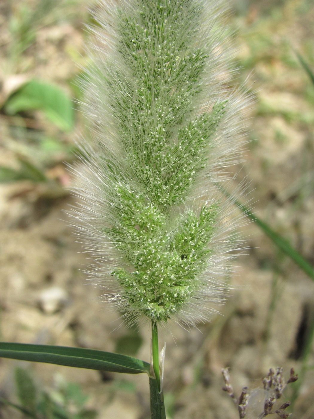 Изображение особи Polypogon monspeliensis.