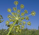 Angelica tatianae