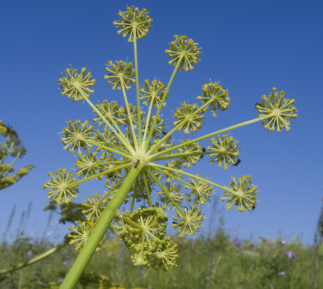 Image of Angelica tatianae specimen.