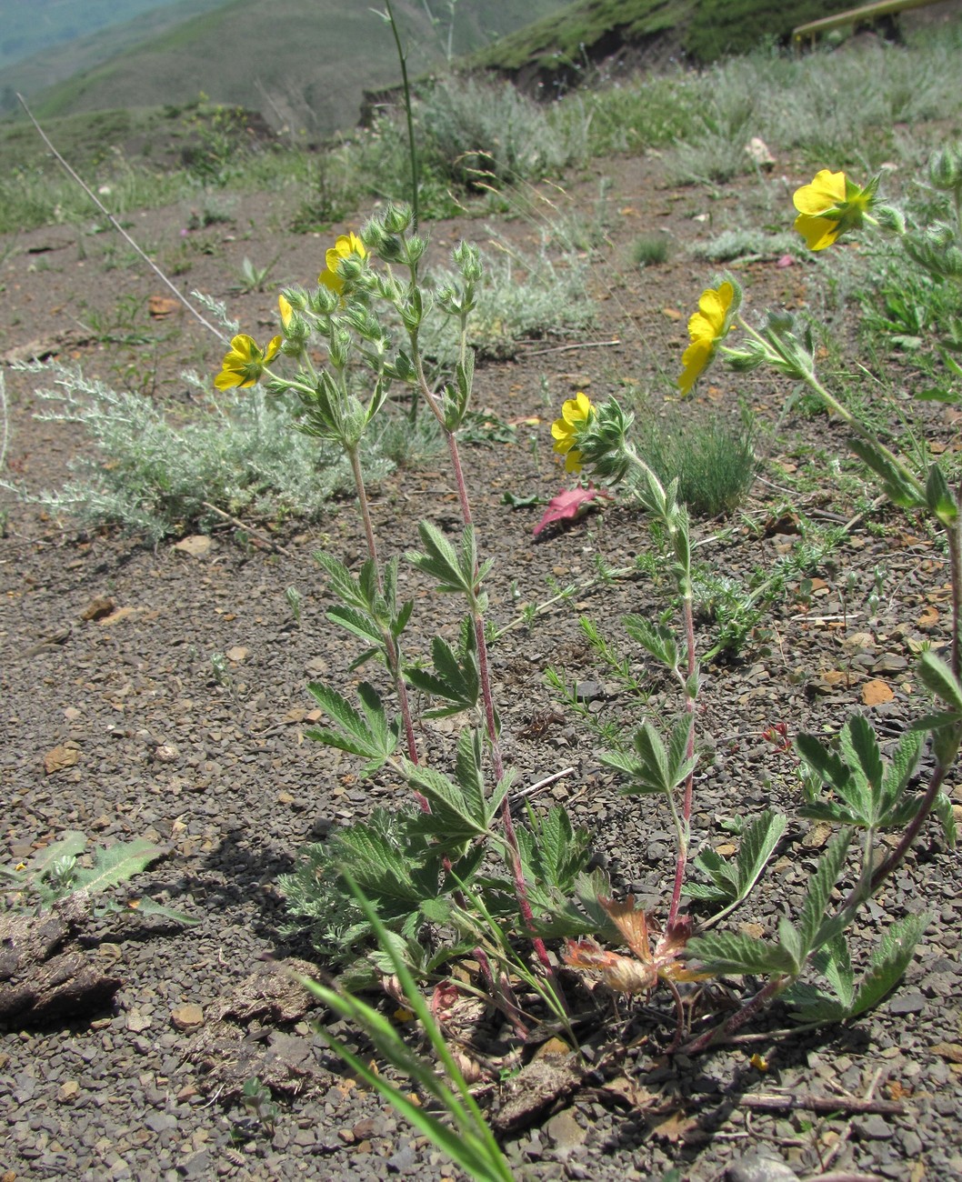 Изображение особи Potentilla recta.