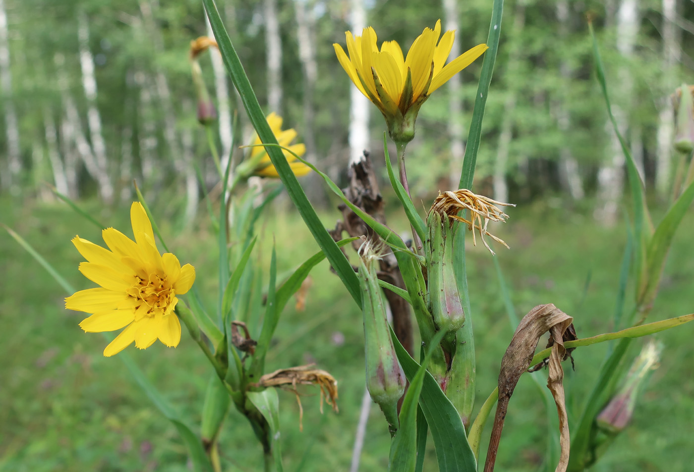 Image of Tragopogon orientalis specimen.