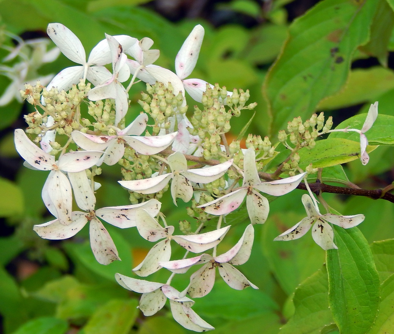 Image of Hydrangea paniculata specimen.