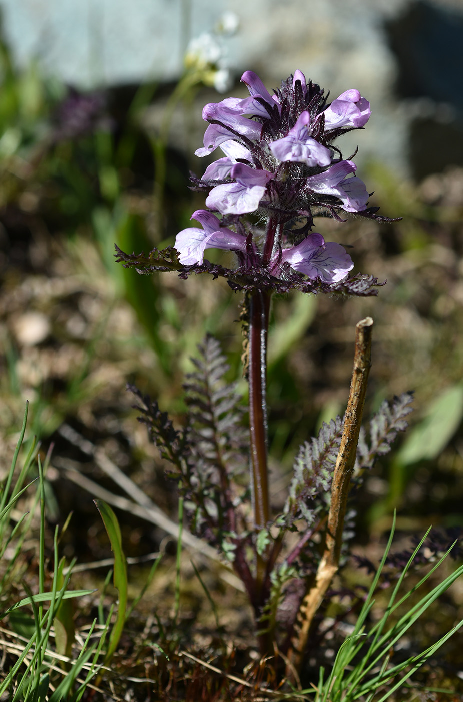 Изображение особи Pedicularis anthemifolia.